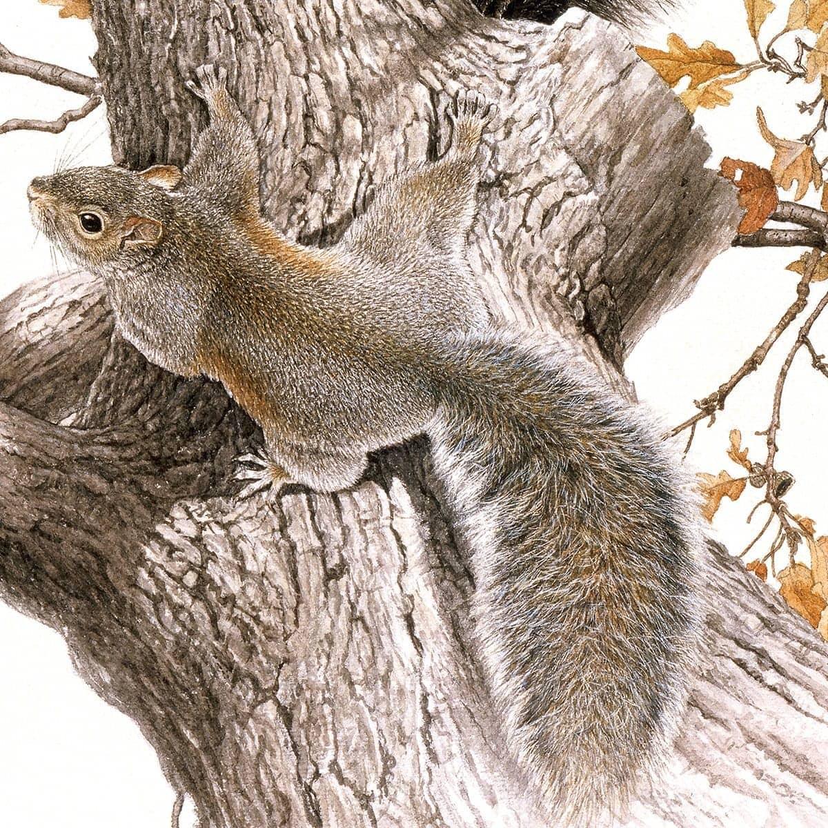 Eastern Gray Squirrels - Art Print | Artwork by Glen Loates