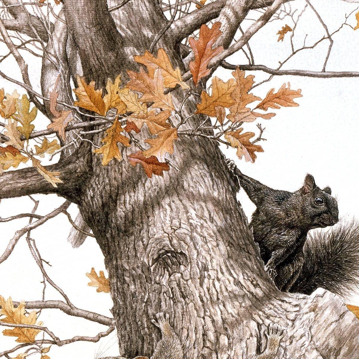 Eastern Gray Squirrels - Canvas Print | Artwork by Glen Loates