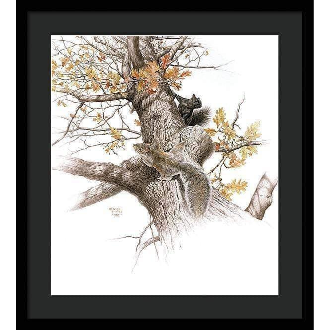 Eastern Gray Squirrels - Framed Print | Artwork by Glen Loates