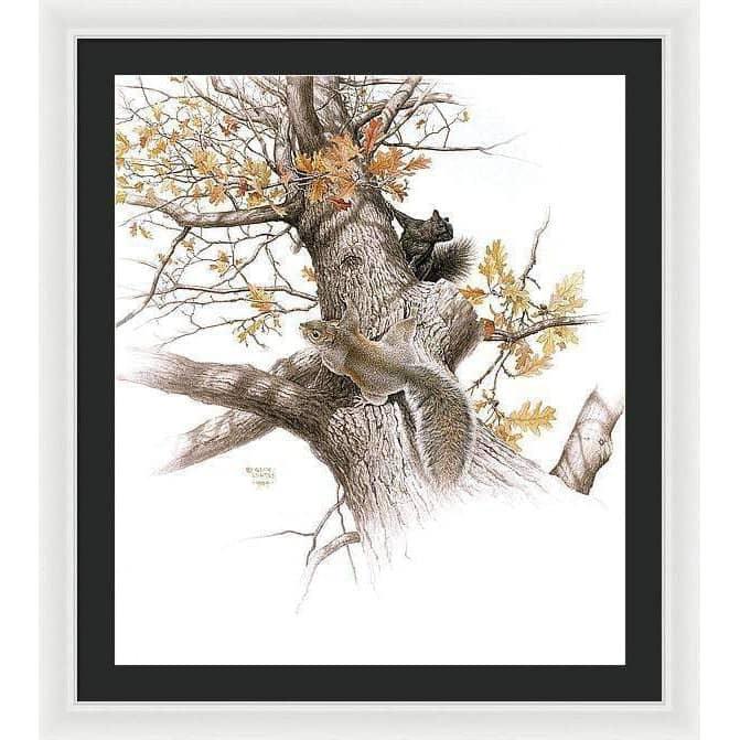 Eastern Gray Squirrels - Framed Print | Artwork by Glen Loates