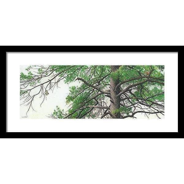 Eastern White Pine - Framed Print | Artwork by Glen Loates