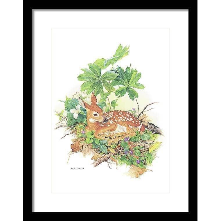 Fawn - Framed Print | Artwork by Glen Loates