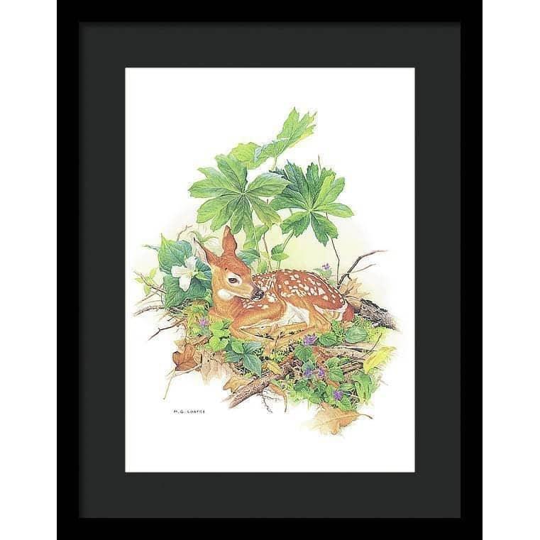 Fawn - Framed Print | Artwork by Glen Loates