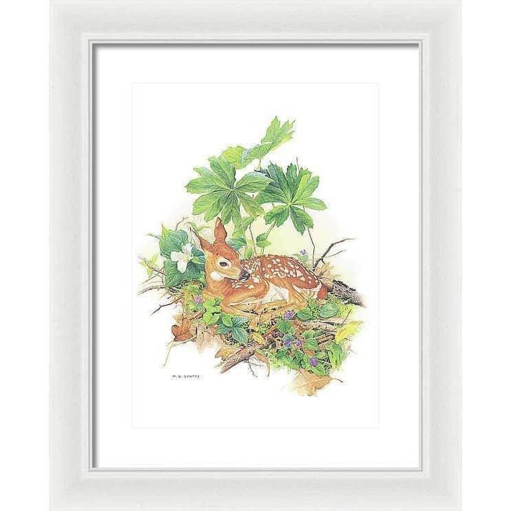 Fawn - Framed Print | Artwork by Glen Loates