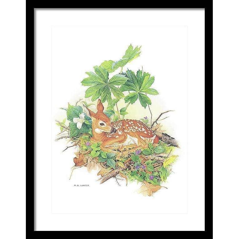 Fawn - Framed Print | Artwork by Glen Loates