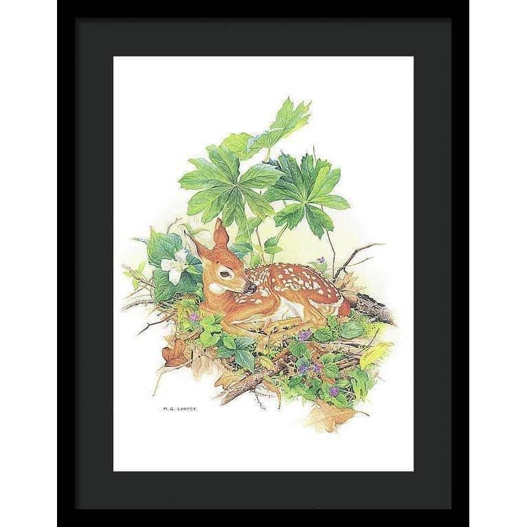 Fawn - Framed Print | Artwork by Glen Loates