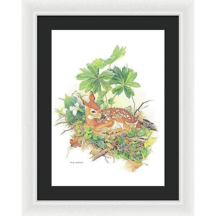 Fawn - Framed Print | Artwork by Glen Loates