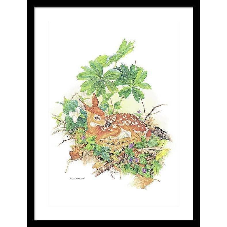 Fawn - Framed Print | Artwork by Glen Loates