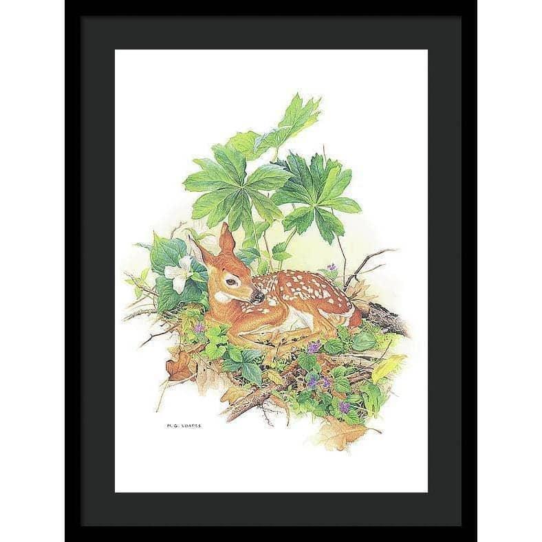 Fawn - Framed Print | Artwork by Glen Loates