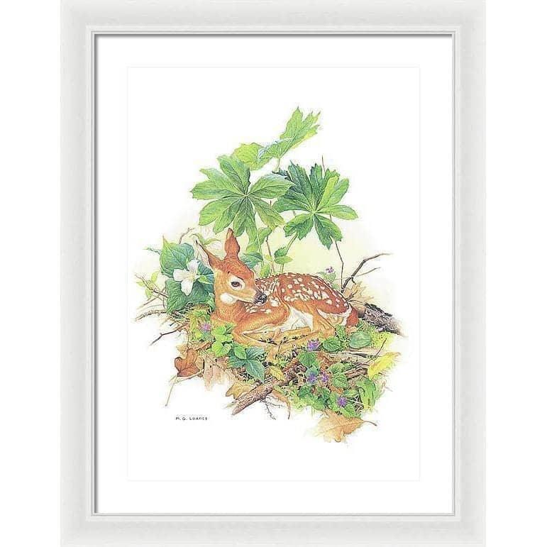 Fawn - Framed Print | Artwork by Glen Loates