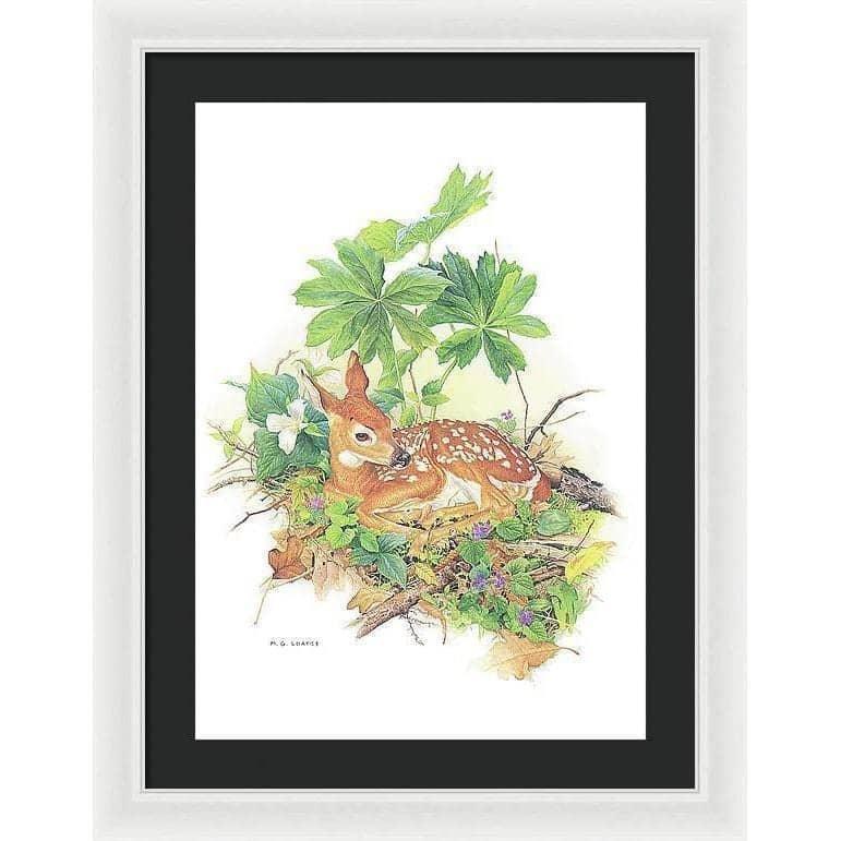 Fawn - Framed Print | Artwork by Glen Loates