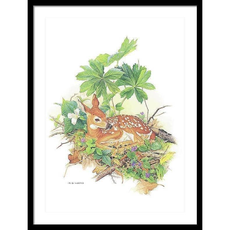 Fawn - Framed Print | Artwork by Glen Loates