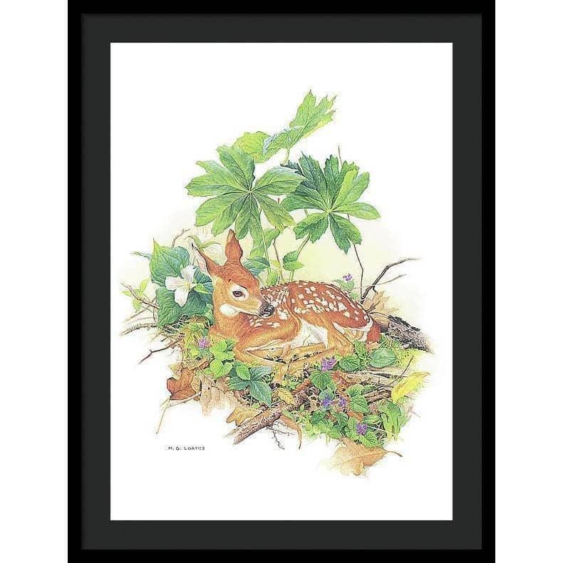 Fawn - Framed Print | Artwork by Glen Loates