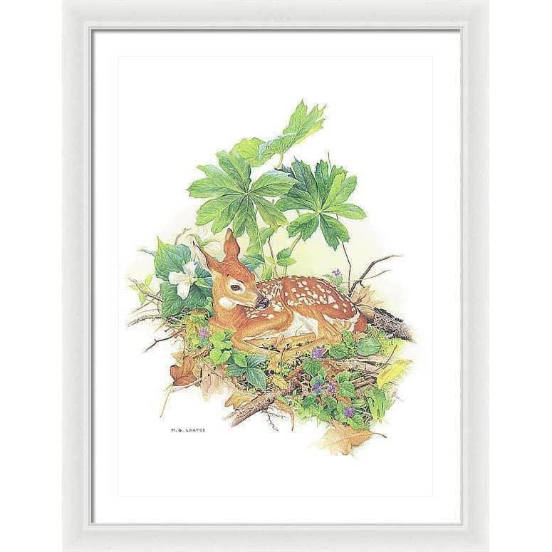 Fawn - Framed Print | Artwork by Glen Loates
