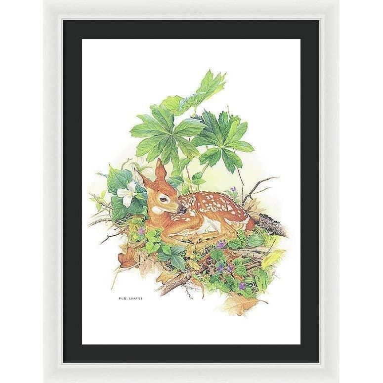 Fawn - Framed Print | Artwork by Glen Loates