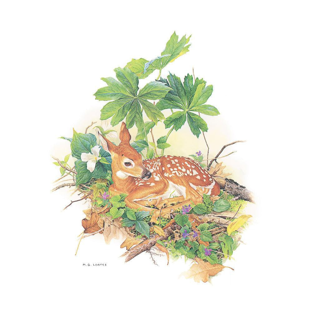 Fawn - Framed Print | Artwork by Glen Loates