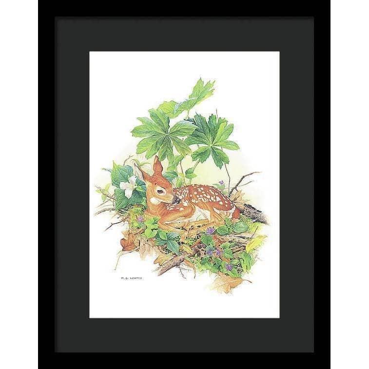 Fawn - Framed Print | Artwork by Glen Loates