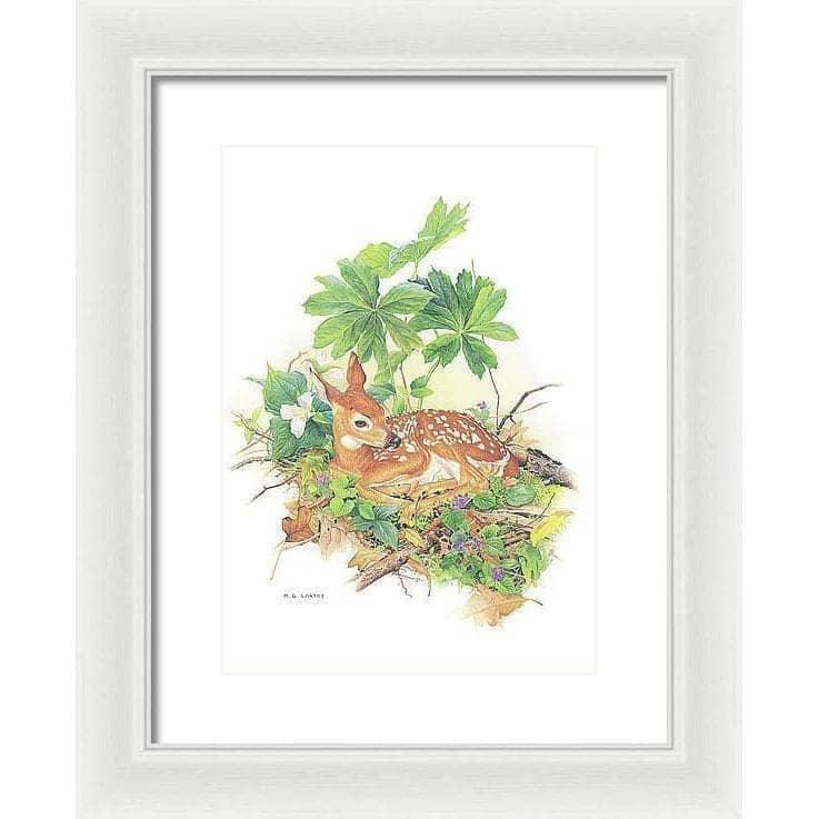 Fawn - Framed Print | Artwork by Glen Loates