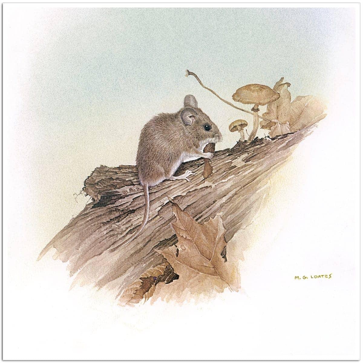 Field Mouse - Art Print | Artwork by Glen Loates