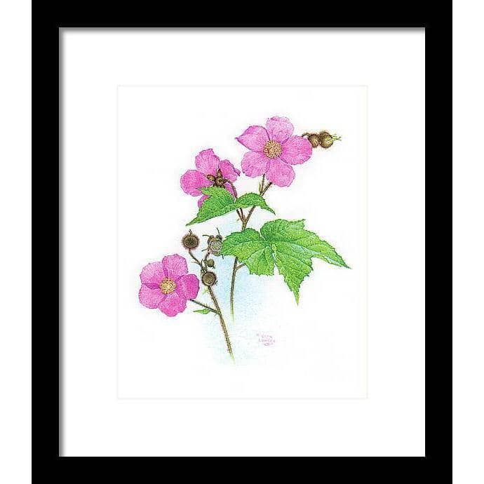 Flowering Raspberry - Framed Print | Artwork by Glen Loates