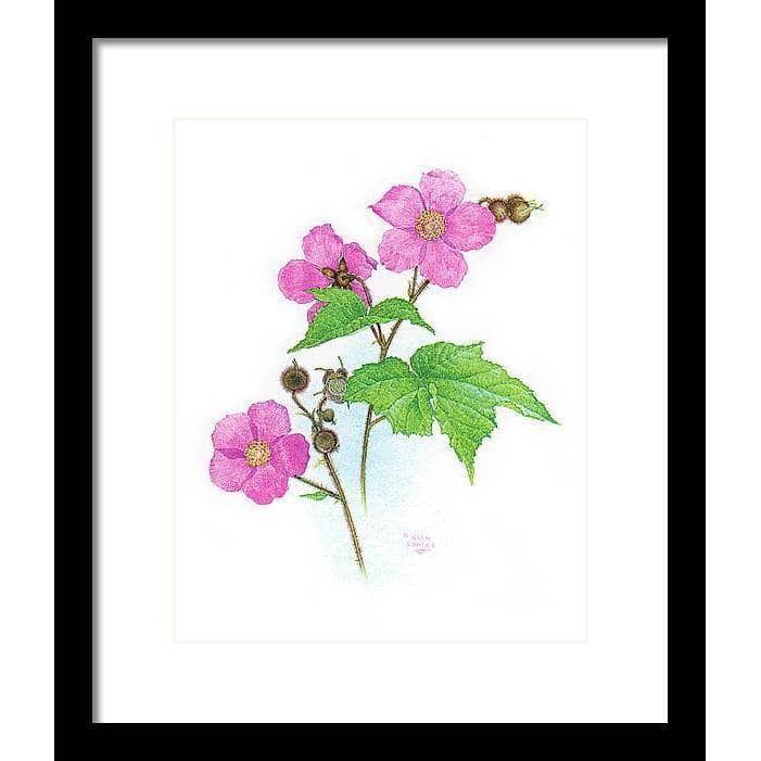 Flowering Raspberry - Framed Print | Artwork by Glen Loates