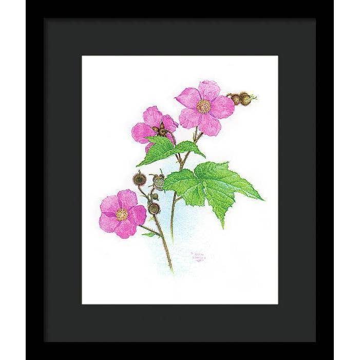 Flowering Raspberry - Framed Print | Artwork by Glen Loates
