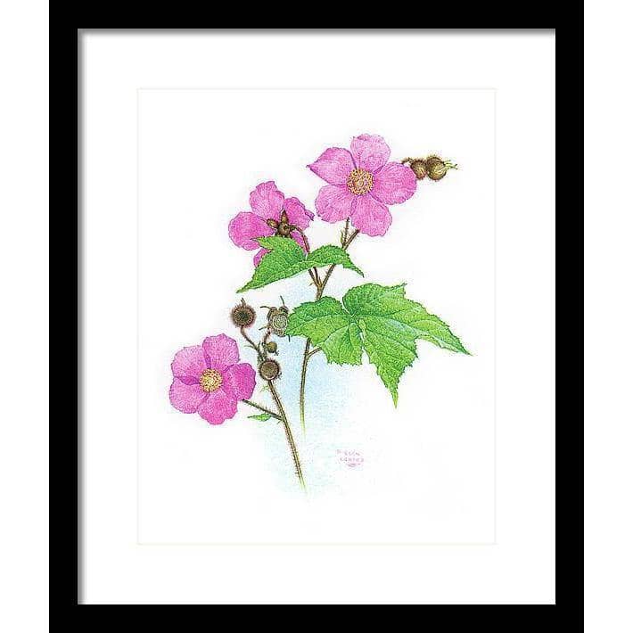 Flowering Raspberry - Framed Print | Artwork by Glen Loates