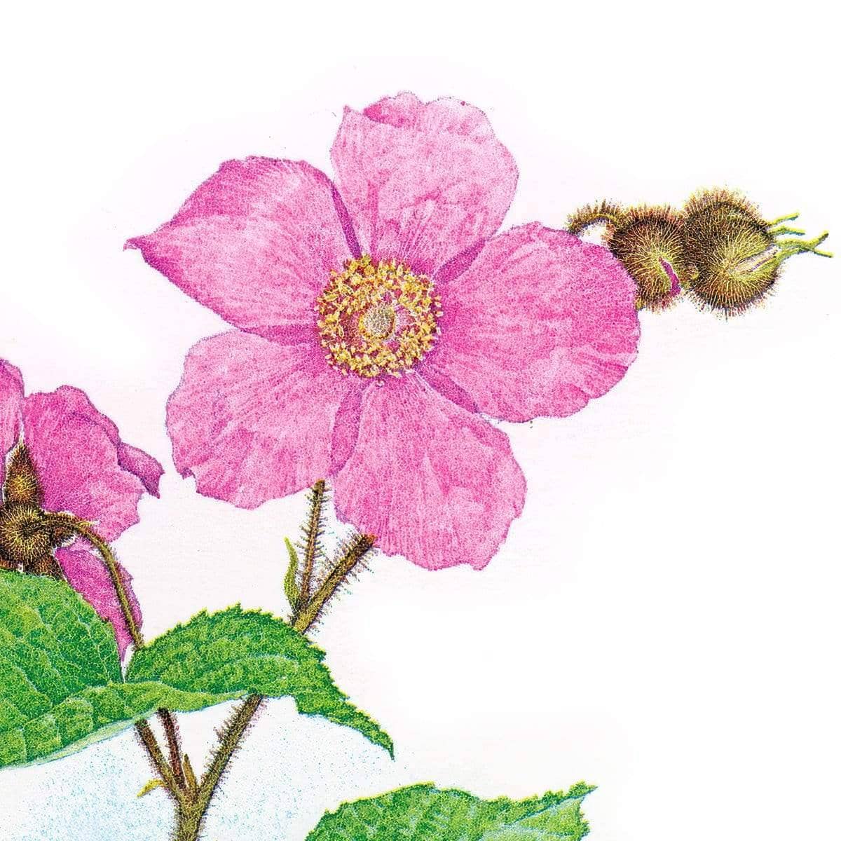 Flowering Raspberry - Framed Print | Artwork by Glen Loates
