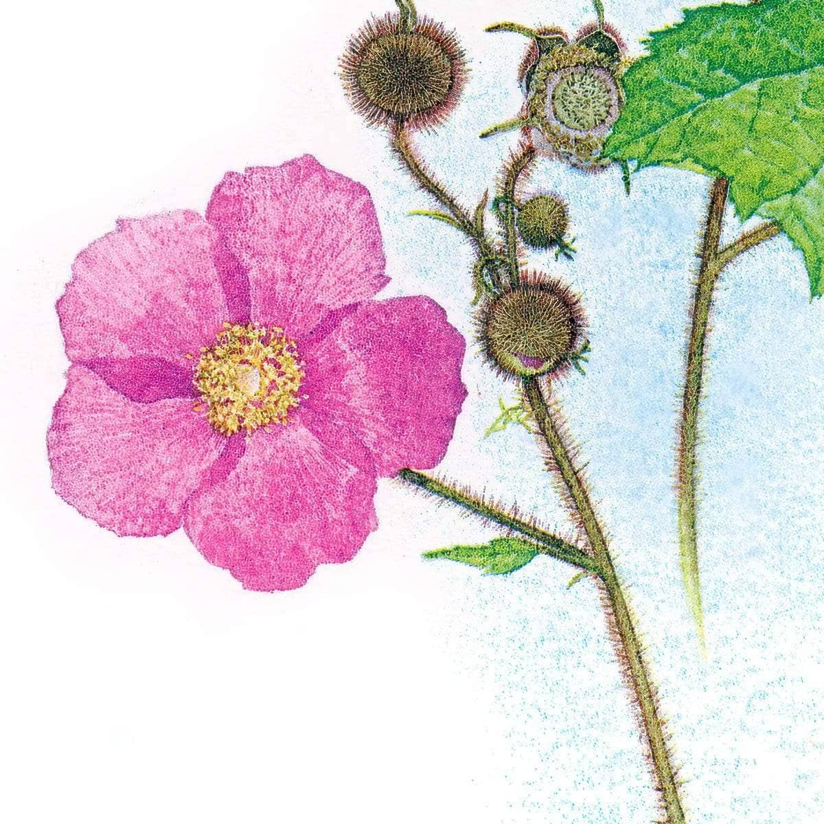 Flowering Raspberry - Framed Print | Artwork by Glen Loates