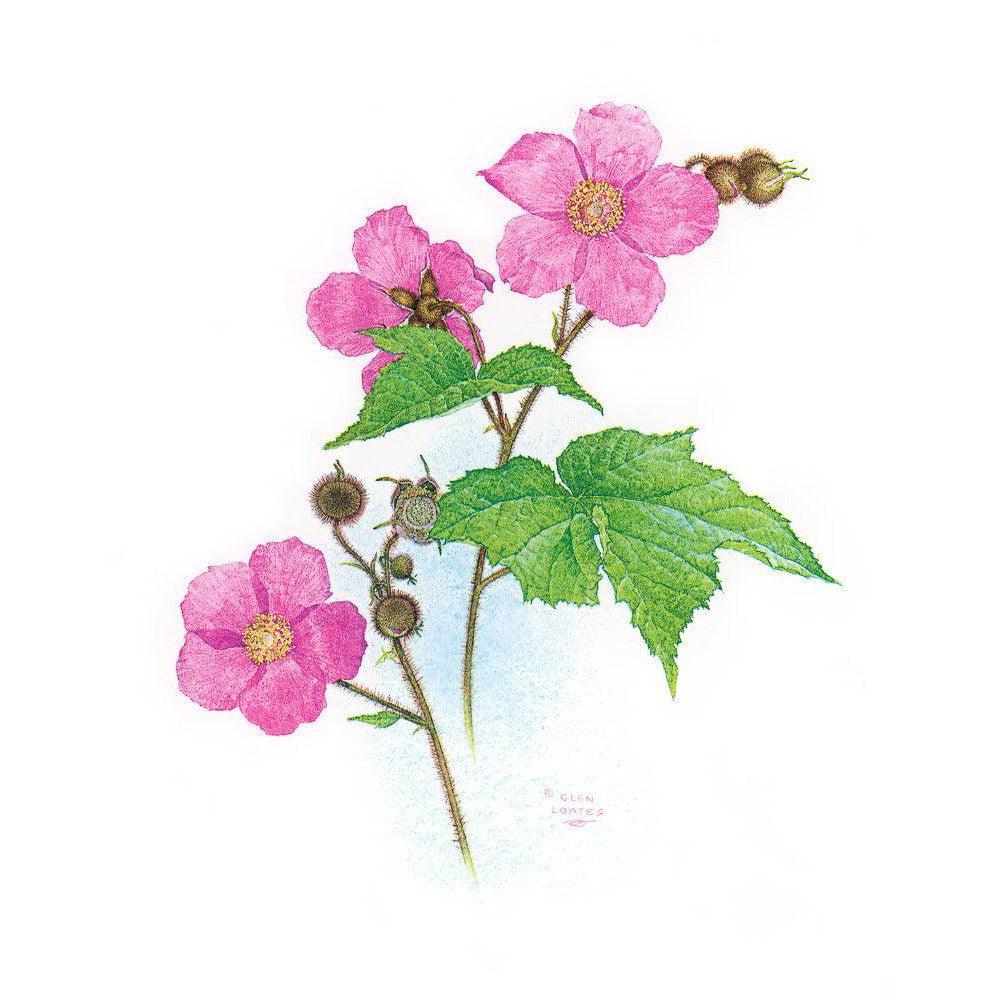 Flowering Raspberry - Framed Print | Artwork by Glen Loates