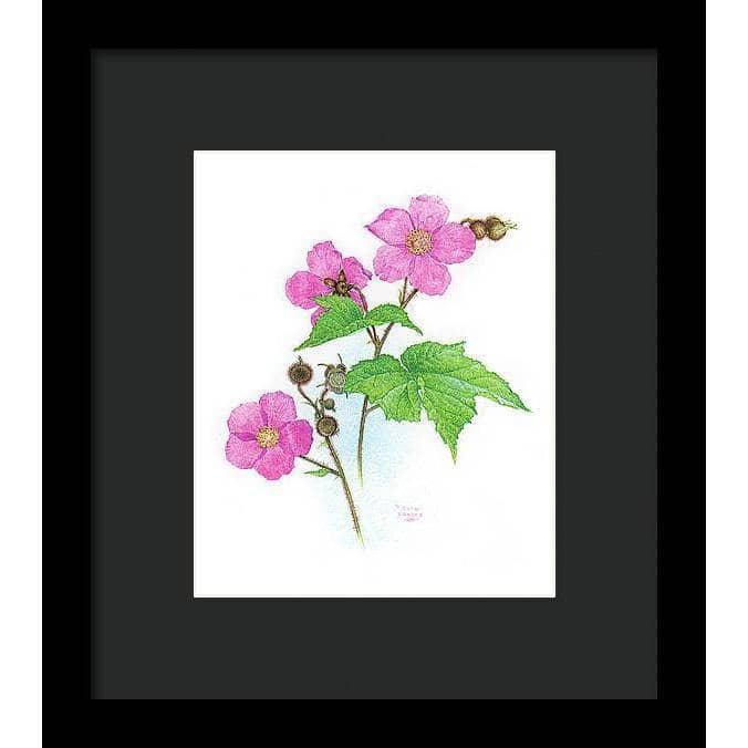 Flowering Raspberry - Framed Print | Artwork by Glen Loates