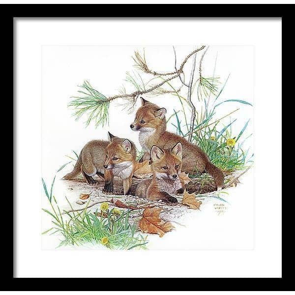 Fox Kits - Framed Print | Artwork by Glen Loates