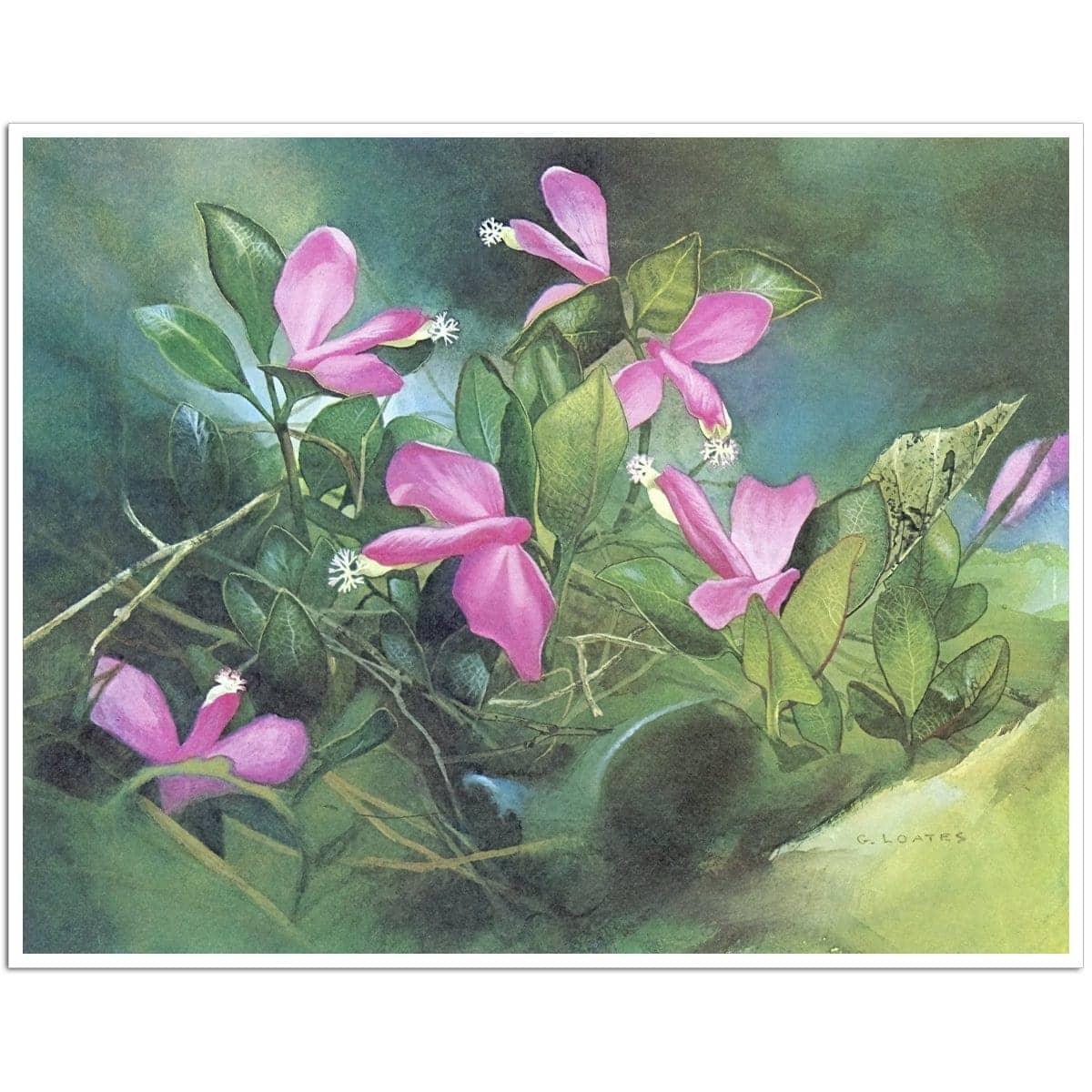 Fringed Polygala - Art Print | Artwork by Glen Loates