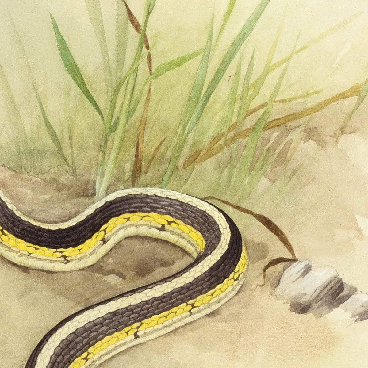 Garter Snake and Grasshopper - Canvas Print | Artwork by Glen Loates