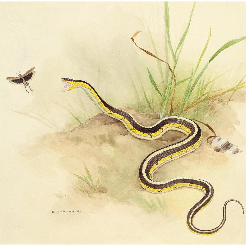 Garter Snake and Grasshopper - Canvas Print | Artwork by Glen Loates