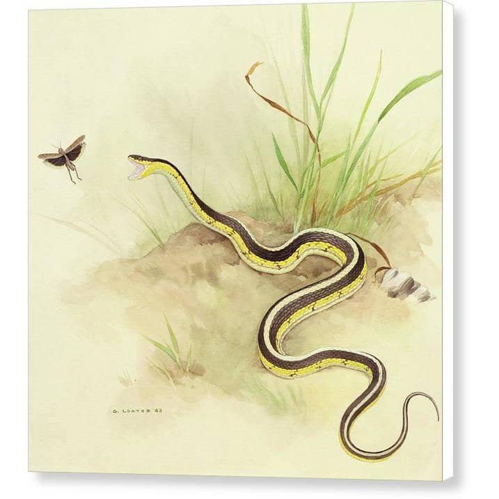 Garter Snake and Grasshopper - Canvas Print | Artwork by Glen Loates