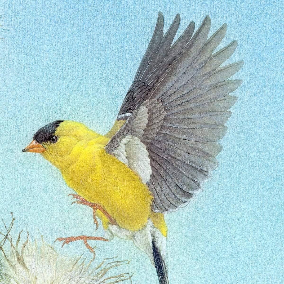 Goldfinch - Canvas Print | Artwork by Glen Loates