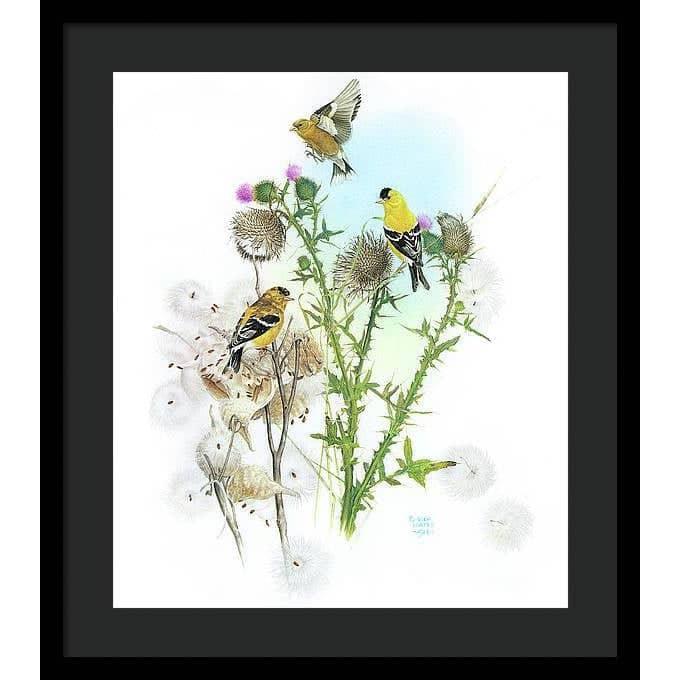 Goldfinches on Thistle - Framed Print | Artwork by Glen Loates