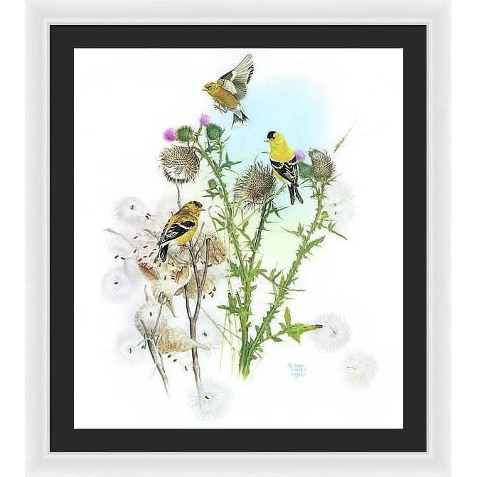 Goldfinches on Thistle - Framed Print | Artwork by Glen Loates