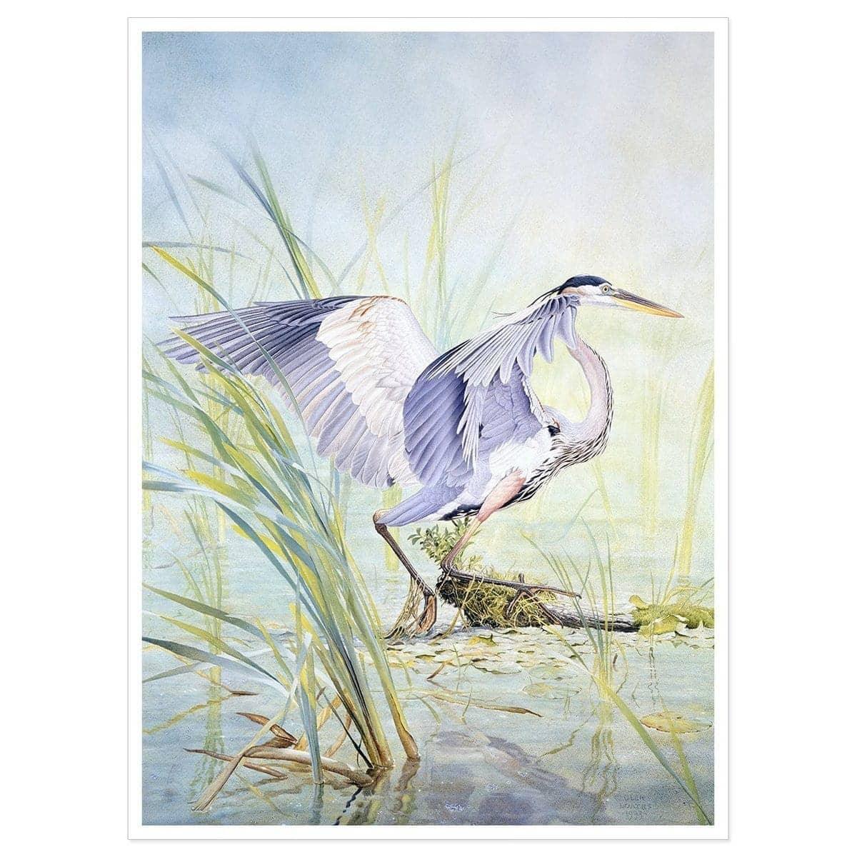 Great Blue Heron - Art Print | Artwork by Glen Loates