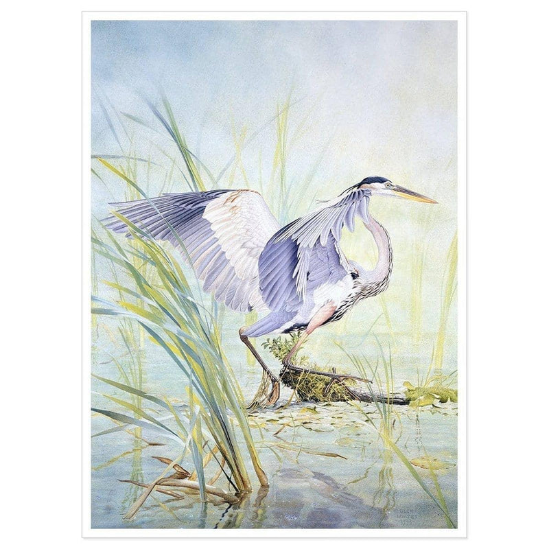 Great Blue Heron - Art Print | Artwork by Glen Loates