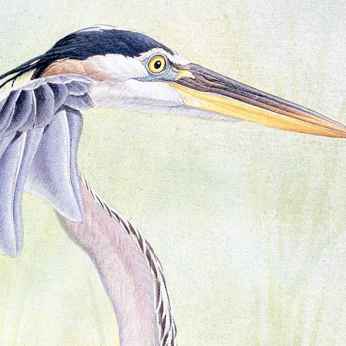 Great Blue Heron - Art Print | Artwork by Glen Loates