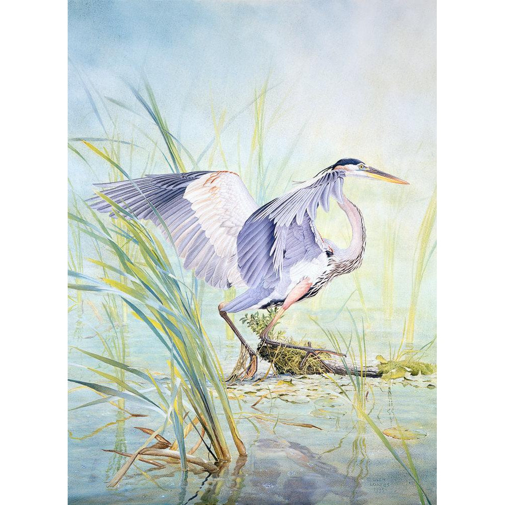 Great Blue Heron - Canvas Print | Artwork by Glen Loates