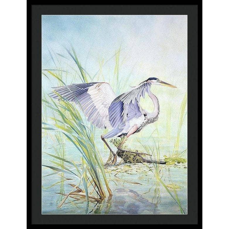 Great Blue Heron - Framed Print | Artwork by Glen Loates