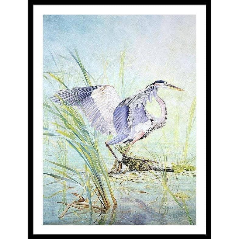 Great Blue Heron - Framed Print | Artwork by Glen Loates