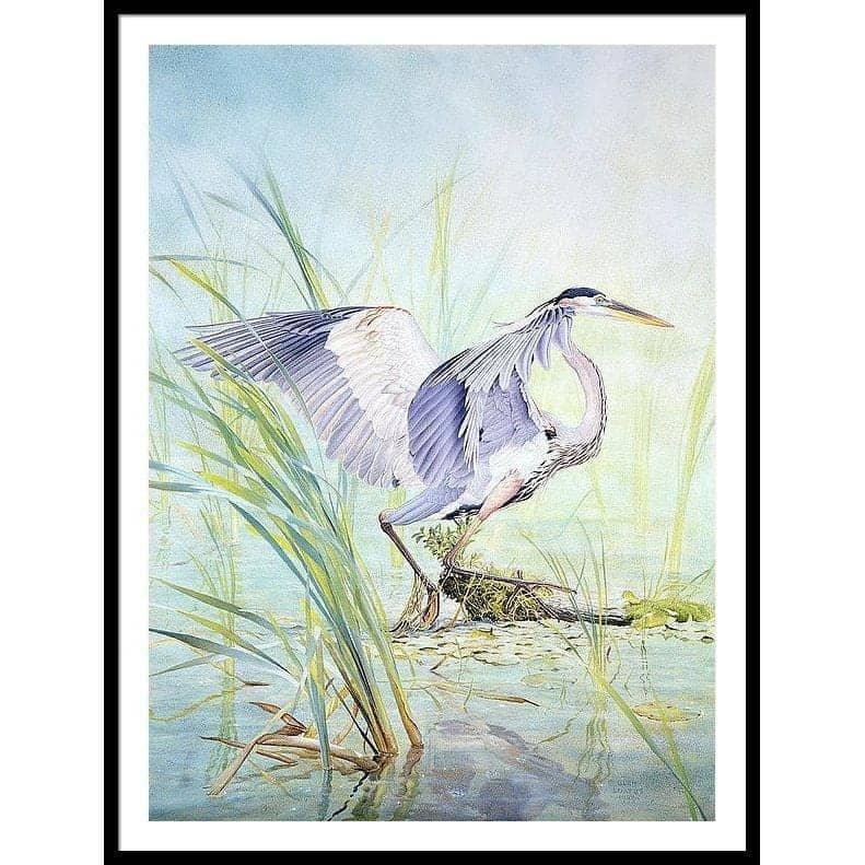 Great Blue Heron - Framed Print | Artwork by Glen Loates