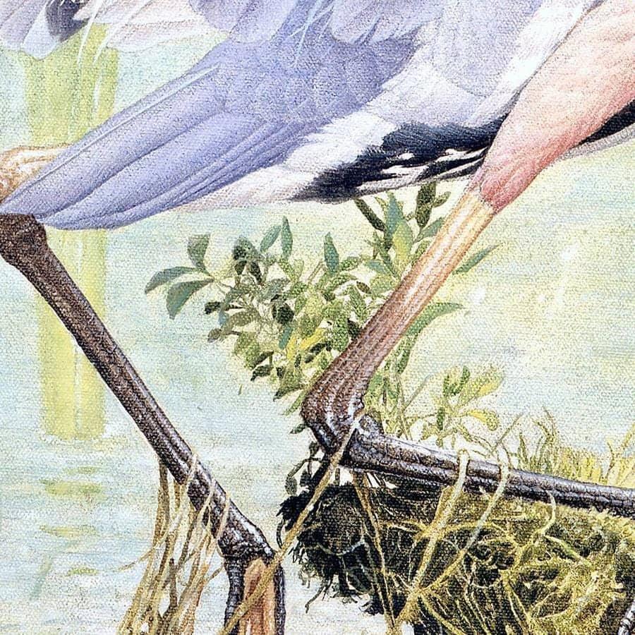 Great Blue Heron - Framed Print | Artwork by Glen Loates