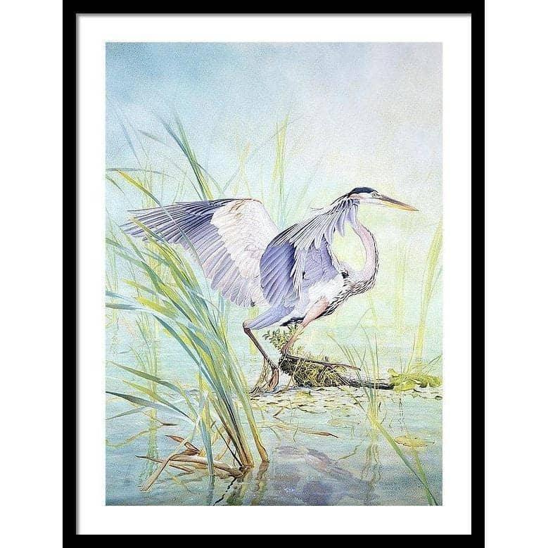 Great Blue Heron - Framed Print | Artwork by Glen Loates