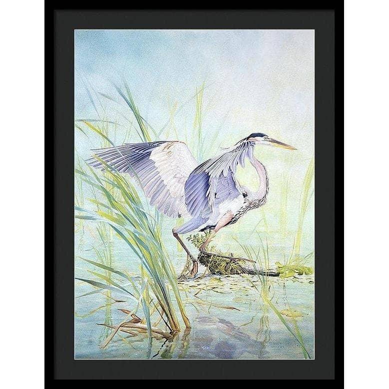 Great Blue Heron - Framed Print | Artwork by Glen Loates