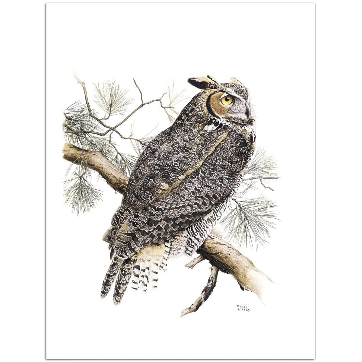 Great-Horned Owl - Art Print | Artwork by Glen Loates